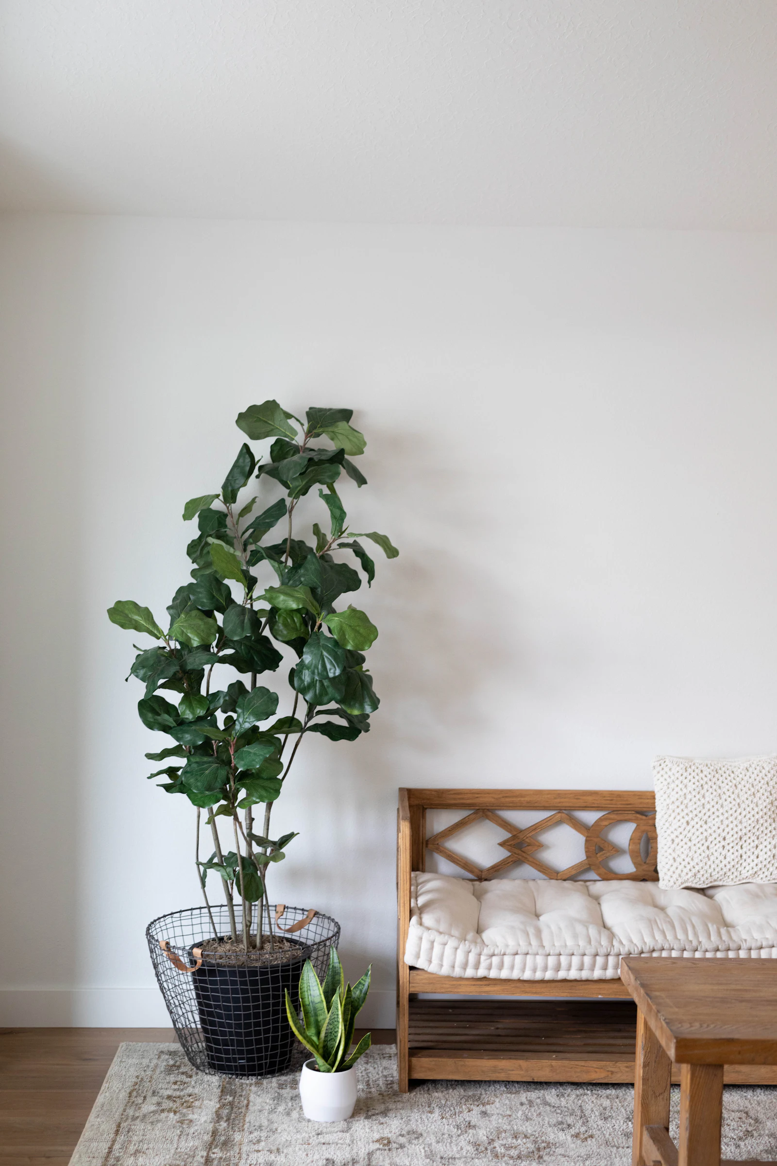 Fiddle leaf fig plant against a white wall